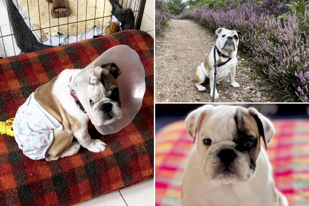 A bulldog puppy born without a butt makes a miraculous recovery after life-saving surgery